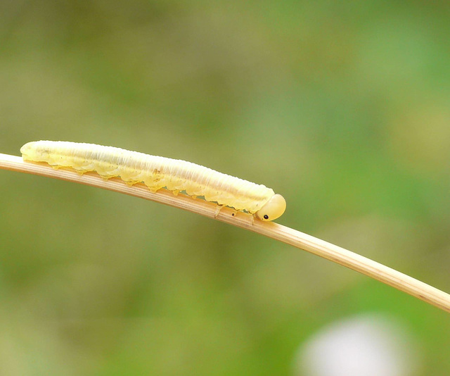 Cute Caterpillar