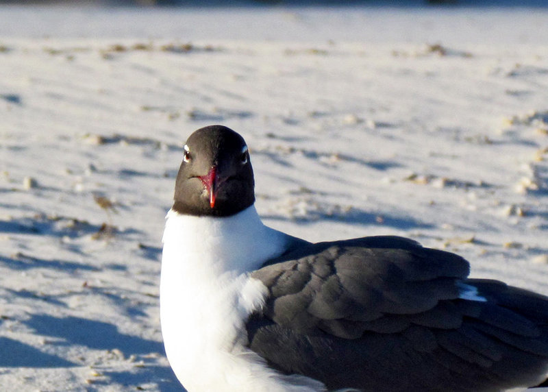 Laughing Gull Head-On