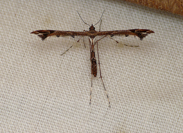 Amblyptilia acanthadactyla