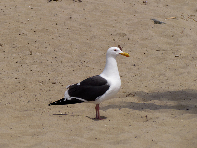 Seagull