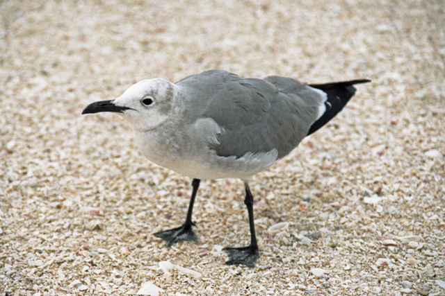 Seagull