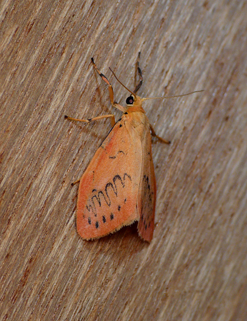 Rosy Footman