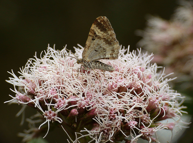 Common Carpet Moth