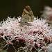 Common Carpet Moth