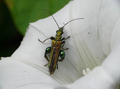 Fat-legged Beetle