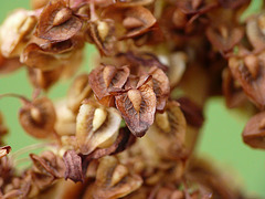 Dock Weed Seeds