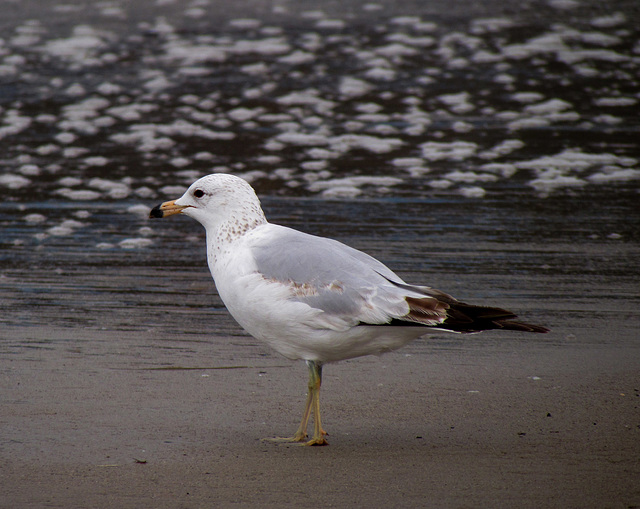 Seagull