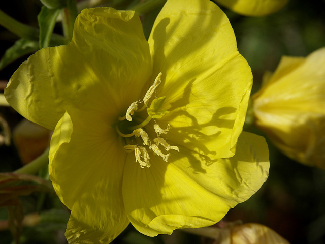 Evening Primrose