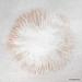 Spore Print of Entoloma Clypeatum