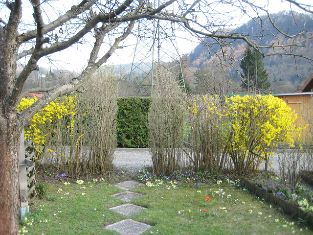 Die Forsythien beim Garteneingang