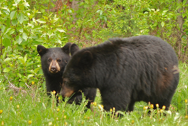 Canadian Rockies - Black Bears