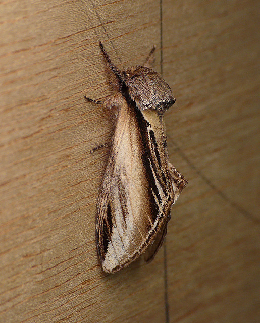 Swallow Prominent