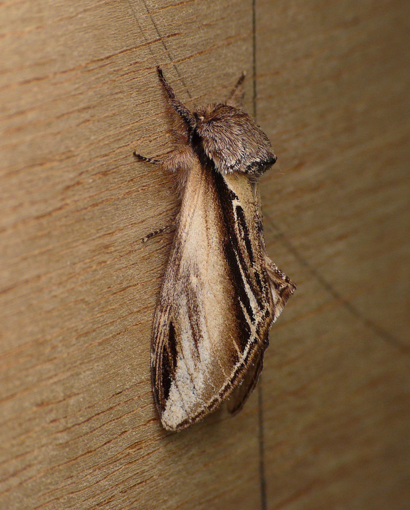 Swallow Prominent