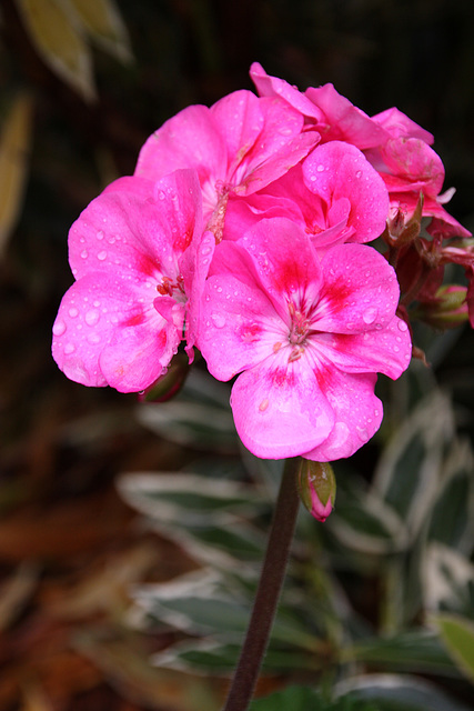 Rainy day pink