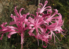 Nerine