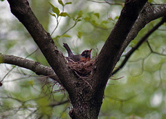 Robin on Nest