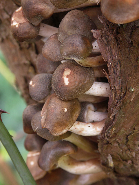 Honey Fungus