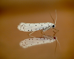 Orchard Ermine