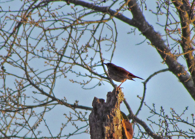 Probably a Hermit Thrush