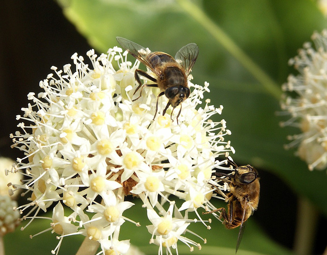 2 Hover-flies