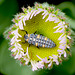 7-spot Ladybird Larva