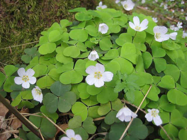 Sauerklee (Oxalis)