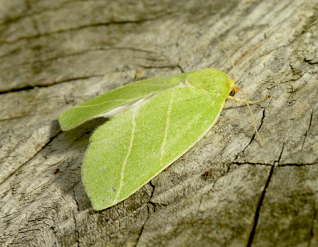 Scarce Silver-lines