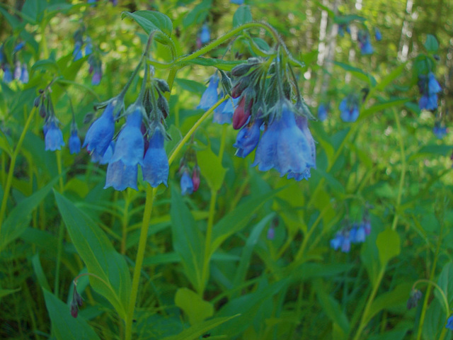 Mertensia paniculata