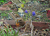 Eastern Towhee (Female)