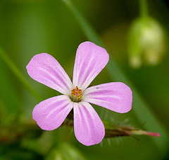 Herb Robert