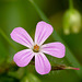 Herb Robert