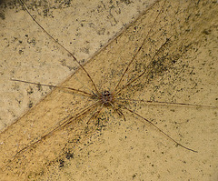 Harvestman