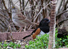 Eastern Towhee Male