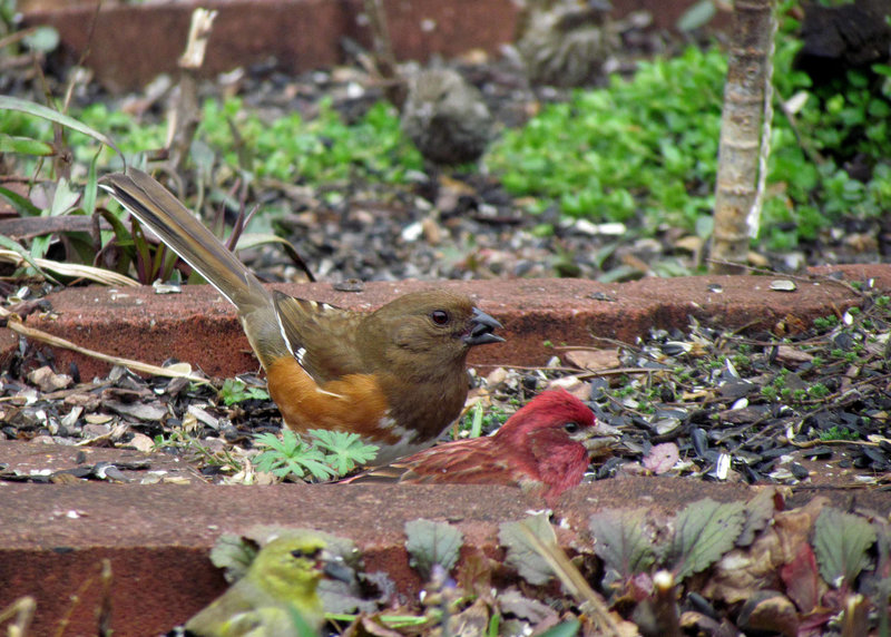 Eastern Towhee (Female) and Purple Finch (Male)