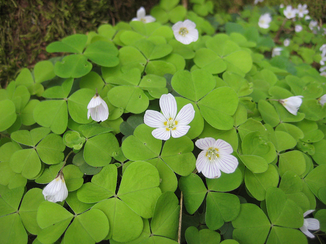 Sauerklee (Oxalis)