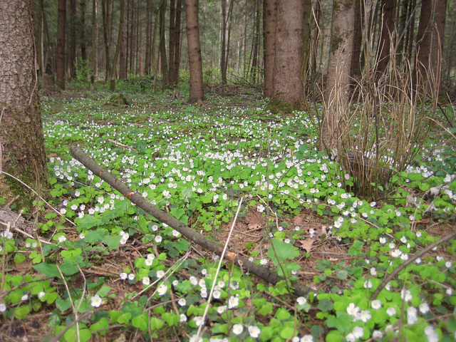 Sauerklee (Oxalis)