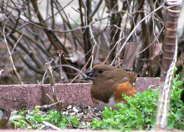 Eastern Towhee (Female)