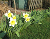 Narzissen (Narcissus)