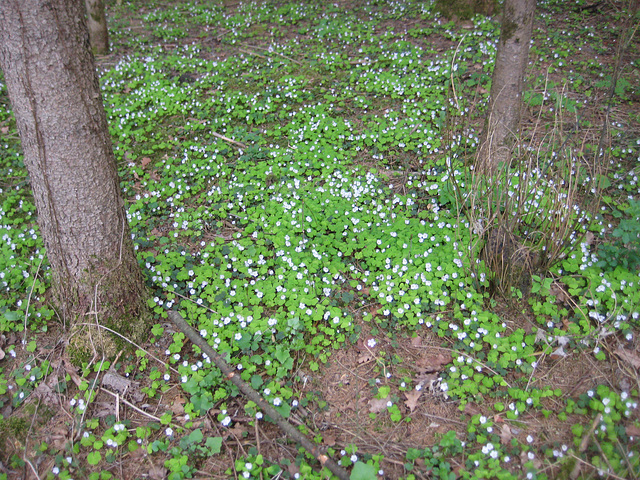 Sauerklee (Oxalis)