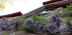 Wisteria in Bloom