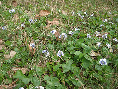 Veilchen (Viola)