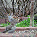 White-throated Sparrow and Pine Siskin