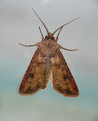 Turnip Moth