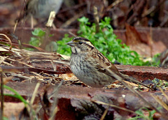 Zonotrichia albicollis - White-throated Sparrow