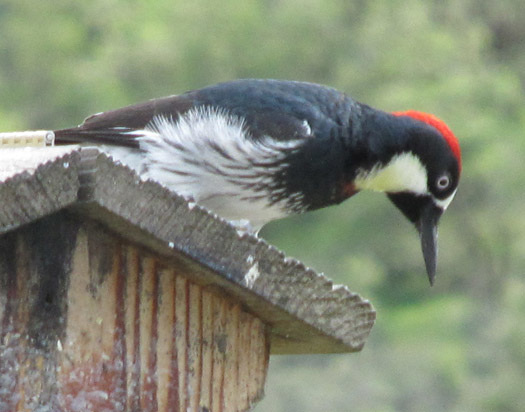 Acorn Woodpecker