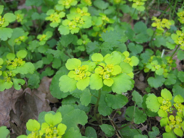 Wolfsmilch (Euphorbia)