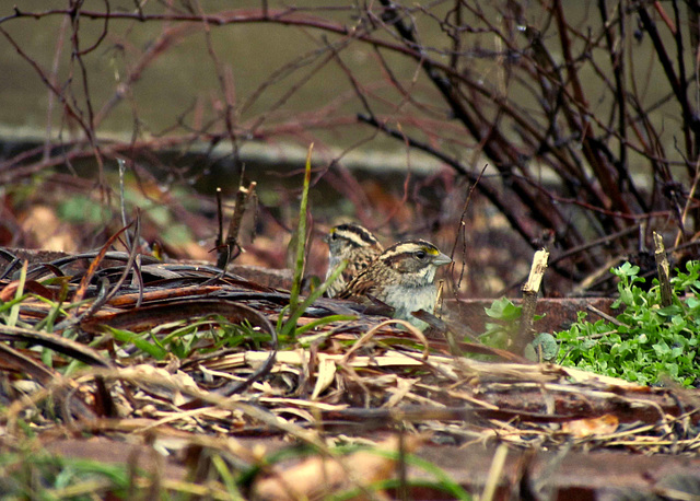 White-throated Sparrows