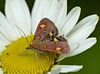 Pyrausta aurata