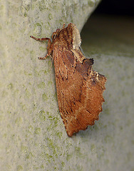 Coxcomb Prominent