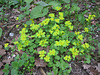 Wolfsmilch (Euphorbia)
